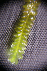 Saccogyna viticulosa