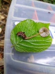 Mycena viridimarginata