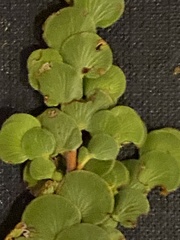 Cliffortia pulchella