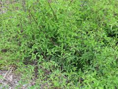 Clematis serratifolia