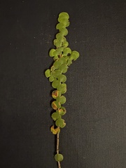 Cliffortia pulchella