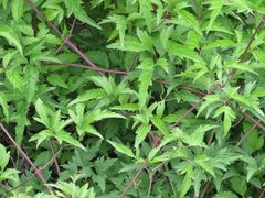 Clematis serratifolia