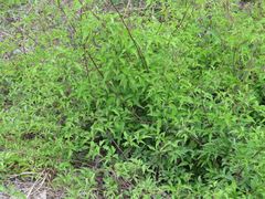 Clematis serratifolia