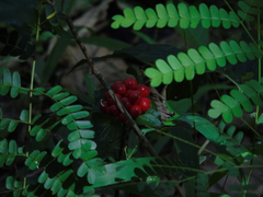 Tacca palmata