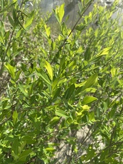 Salix kochiana
