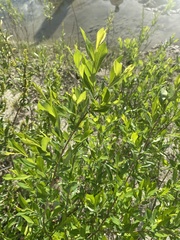 Salix kochiana
