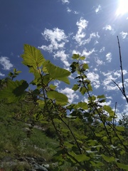 Ribes petraeum caucasicum
