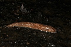 Philomycus flexuolaris