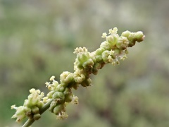 Chenopodium nitrariaceum