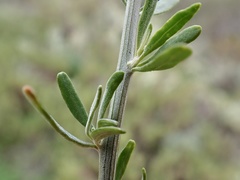 Chenopodium nitrariaceum