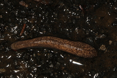 Philomycus flexuolaris