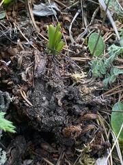 Mannagettaea hummelii