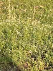 Dontostemon pinnatifidus