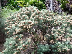 Cassinia tenuifolia