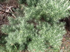 Cassinia tenuifolia