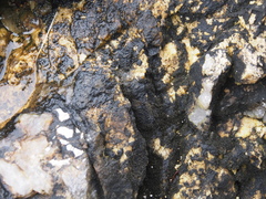 Calothrix