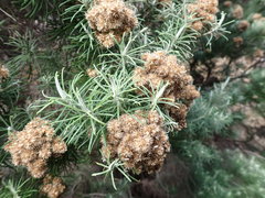 Cassinia tenuifolia