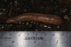 Philomycus flexuolaris