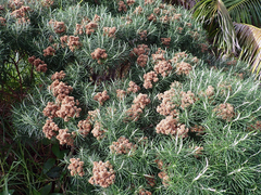 Cassinia tenuifolia