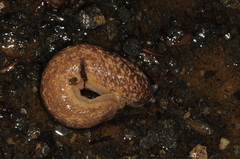 Philomycus flexuolaris