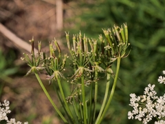 Chaerophyllum villarsii