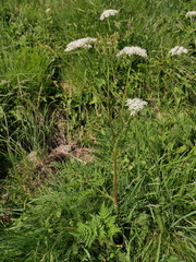 Chaerophyllum villarsii