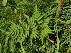 Chaerophyllum villarsii