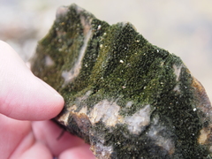 Calothrix