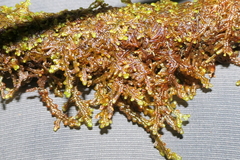 Frullania tamarisci