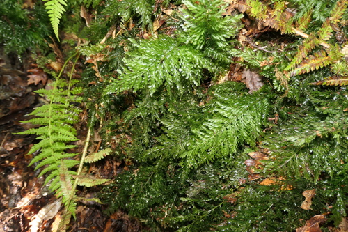 Image of Vandenboschia speciosa by (c) Rafael Medina, some rights reserved (CC BY)