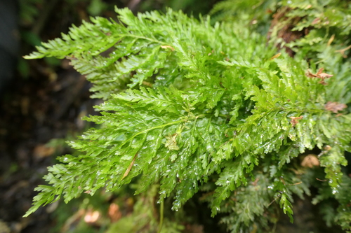 Image of Vandenboschia speciosa by (c) Rafael Medina, some rights reserved (CC BY)