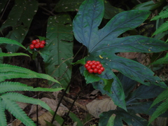 Tacca palmata