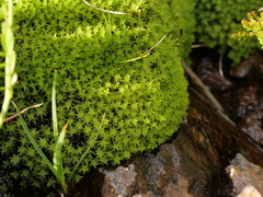 Diobelonella palustris