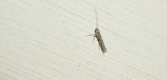 Neurobathra strigifinitella