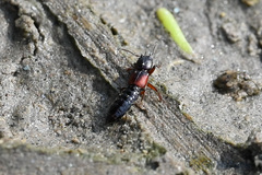 Bledius tricornis