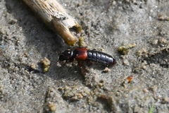 Bledius tricornis