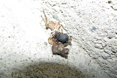 Silpha obscura orientalis