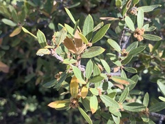 Quercus toumeyi