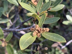 Quercus toumeyi
