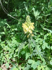Pedicularis daghestanica