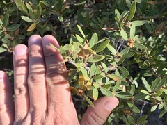 Quercus toumeyi