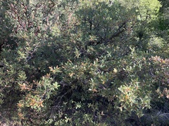 Quercus toumeyi