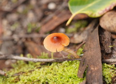 Cortinarius mastoideus