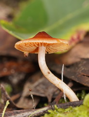 Cortinarius mastoideus