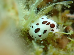 Peltodoris atromaculata