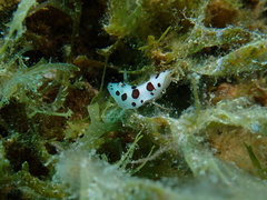 Peltodoris atromaculata