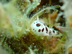 Peltodoris atromaculata