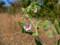 Trichodesma zeylanicum