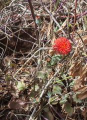 Kleinia fulgens