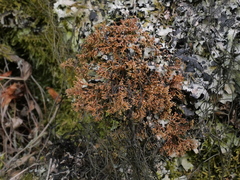 Sphaerophorus fragilis